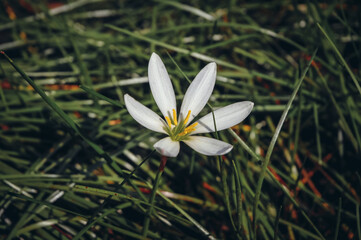 White Rain Lily Zephyranthes candida also called Fairy Lily or Zephyr Lily