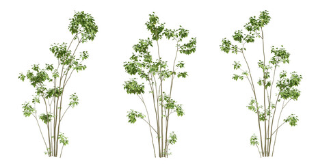 3d set of green birch tree on transparent background, png plants, landscape design. © Sandy