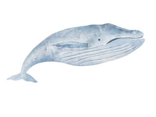 Blue whale drawing in watercolor isolated on background