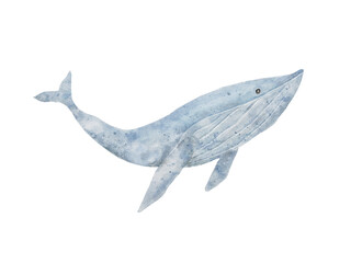 Fototapeta premium Blue whale hand drawing in watercolor isolated on transparency background