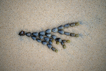 seaweed on beach in australia