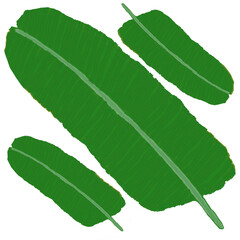Three green banana leaves are placed on a white background.  © จุฑารัตน์ แซ่หว่อง