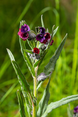 In the wild, Cynoglossum officinale blooms among grasses. A close-up of the colorful flowers of the common sedum in a typical habitat