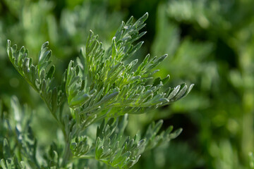 Silver green Wormwood leaves background. Artemisia absinthium, absinthe wormwood plant in herbal kitchen garden, close up, macro - obrazy, fototapety, plakaty