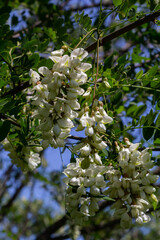 Abundant flowering acacia branch of Robinia pseudoacacia, false acacia, black locust close-up. Source of nectar for tender but fragrant honey. Locust tree blossom - Robinia pseudoacacia
