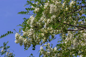 Fototapeta premium Abundant flowering acacia branch of Robinia pseudoacacia, false acacia, black locust close-up. Source of nectar for tender but fragrant honey. Locust tree blossom - Robinia pseudoacacia