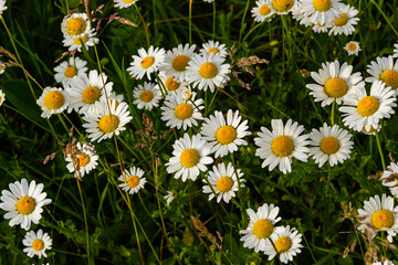 Fototapeta premium Wild daisy flowers growing on meadow, white chamomiles. Oxeye daisy, Leucanthemum vulgare, Daisies, Dox-eye, Common daisy, Dog daisy, Gardening concept