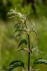 Stinging nettles Urtica dioica in the garden. Green leaves with serrated edges