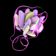 Hypothalamic nuclei, 3D illustration