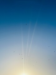 Silhouettes of flying seagulls in the blue sky, rays of the sun, warm evening color of the sun with some sunlight 