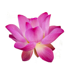 Pink Lotus flower on transparent Background or Isolated White Background,png.