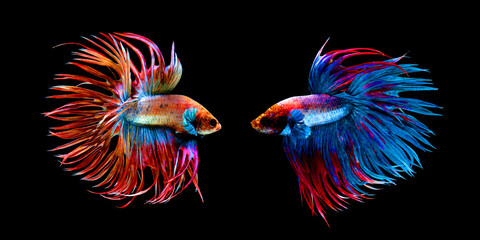 Beautiful movement of red blue Crowntail 2 betta fish, Siamese fighting fish tail, Betta splendens, blue spiky tail isolated on black background. - obrazy, fototapety, plakaty