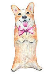Hand drawn corgi with pink bow, watercolor illustration