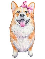 Hand drawn corgi with pink bow, watercolor illustration