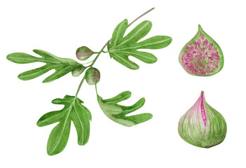 Set of watercolor fig tree branches with leaves and fruits isolated on a transparent background. Hand-drawn half fig and ripe sweet fruit. Illustrations for packaging, labels, menu, and logo.