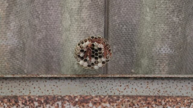 PANAL DE AVISPAS VERDUGO 