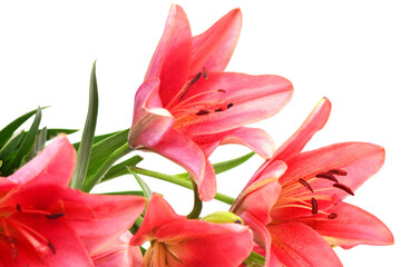 Pink lily isolated on white