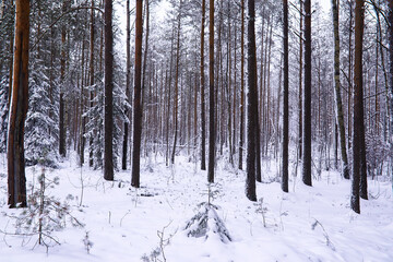 The forest is covered with snow. Frost and snowfall in the park. Winter snowy frosty landscape.