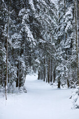 Winter snowy frosty landscape. The forest is covered with snow. Frost and fog in the park.