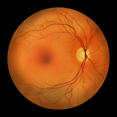 Healthy retina, illustration