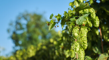 Wild hop harvest, branch with mature cones close-up with copy space