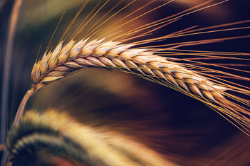 Wheat ears in field, cereal crops ripening in cultivated plantation