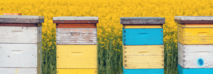 Wooden apiary crates or beehive boxes for beekeeping and honey collecting in blooming canola field