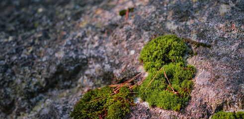 Moss growing on a stone in an autumn pine forest, background with copy space