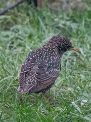 Étourneau sansonnet (Sturnus vulgaris) 