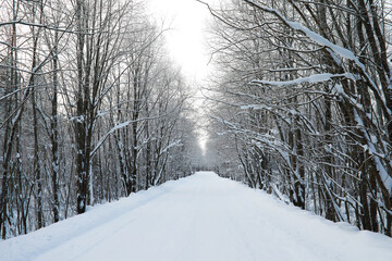 Winter snowy frosty landscape. The forest is covered with snow. Frost and fog in the park.