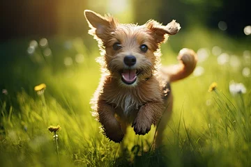 Foto op Aluminium Funny puppy of Yorkshire Terrier running in the green grass, cute dog running in the green grass on a sunny summer day, AI Generated © Ifti Digital