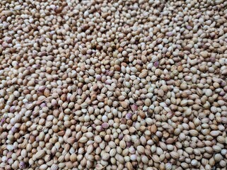 background of coriander seeds