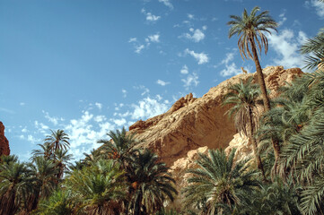 Green palms in canyon in Chebika mountain oasis in Tozeur Governorate, Tunisia - obrazy, fototapety, plakaty