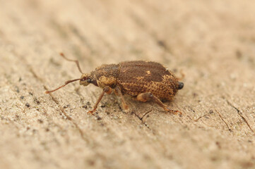 Closeup on a small European weevil species, Strophosoma capitatum sitting on wood