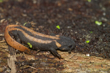 Closeup on a gorgeous juvenile of the endangered Chinese Red-tailed Knobby Newt , Tylototriton kweichowensis