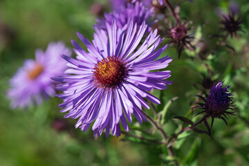 Obraz premium Blüte