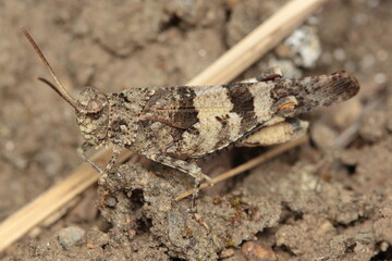 The blue-winged grasshopper, Oedipoda caerulescens in a natural habitat