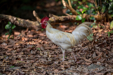 Wild Feral Rooster living in the forest in Sri Lanka