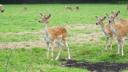 Wild Fallow Deer Herd Pasturing on Green Meadow