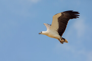 The white-bellied sea eagle is a diurnal bird of prey from the hawk family.