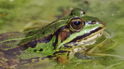 Wild Green Frog In Pond Close Up
