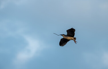 Night herons are medium-sized herons, 58-65 cm tall, in the genera Nycticorax, Nyctanassa and Gorsachius.