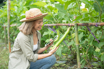 Asian woman smart farmer or organic farm agronomist, Checking eggplant fresh veggies products quality control, concept of digital data technology for smart farming agriculture.