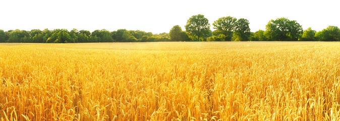 Wheat Field in Summer on Transparent PNG Background - 652673384