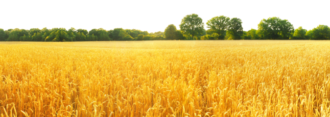 Wheat Field in Summer on Transparent PNG Background