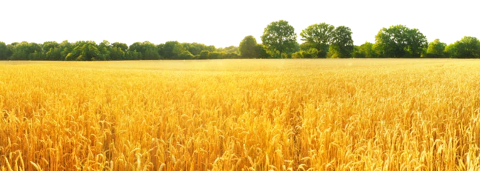 Fotobehang Wheat Field in Summer on Transparent PNG Background © ExQuisine