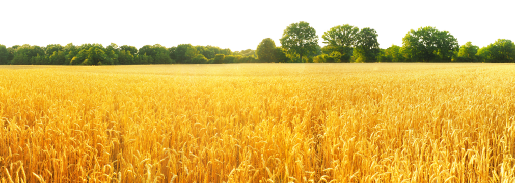 Wheat Field in Summer on Transparent PNG Background - Powered by Adobe
