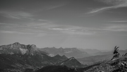 Grand Veymont et bouquetins, Vercors