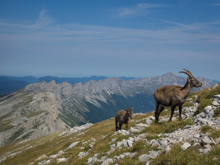 Grand Veymont et bouquetins, Vercors