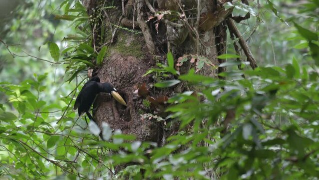 Disgorging food from its mouth, a male Oriental Pied Hornbill Anthracoceros albirostris is getting ready to feed its mate that is inside a cavity of a tree at Khao Yai National Park in Thailand.